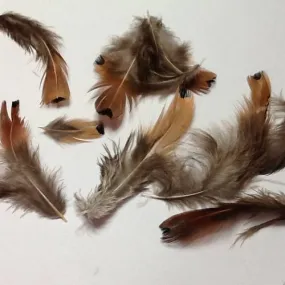 20 jolies plumes de faisant naturelles