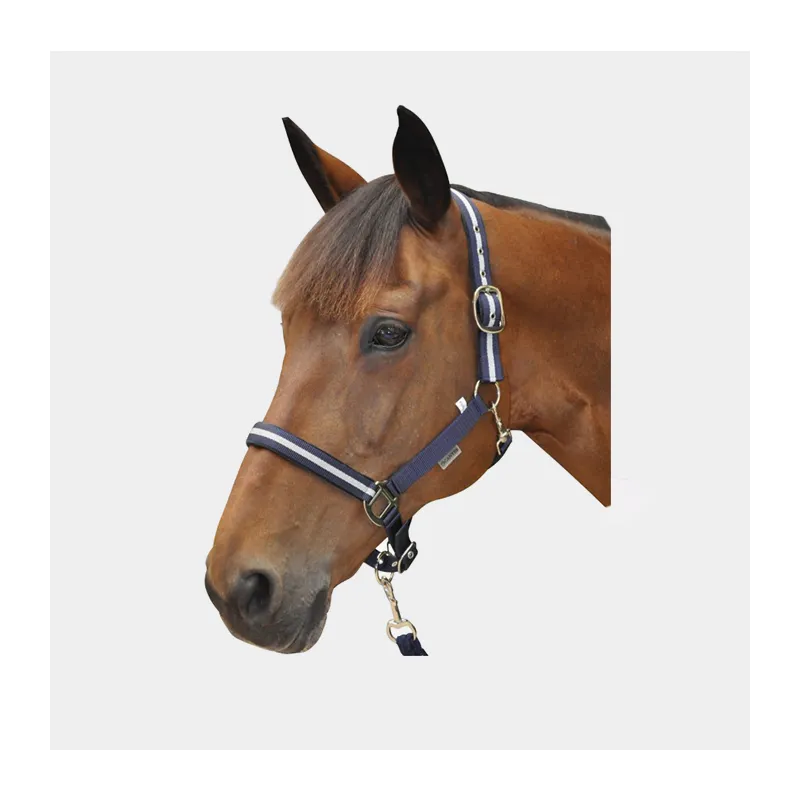 CANTER - Licol + Longe Lurex